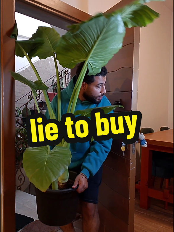 lie to buy 😈 #نباتات #عناية_بالنباتات #محبي_النباتات #ديكور_نباتي #نباتات_منزلية #الخضرة_حياة #الزراعة_المنزلية #النباتات_هواية #نصائح_نباتات #هواة_النباتات #زراعة_بسيطة #نباتات_داخلية #بيت_اخضر #زرع_يدوي #محبين_الطبيعة #plants #plantcare #indoorplants #plantlover #plantdecor #plantsofinstagram #houseplants #urbanjungle #greenthumb #plantaddict #plantlove #plantparent #homegarden #plantstagram #naturelovers #نباتات #plants #عناية_بالنباتات #plantcare #ديكور_نباتي #houseplants #محبي_النباتات #plantlover #الخضرة_حياة #plantsofinstagram #زراعة_منزلية #plantaddict #بيت_اخضر #greenthumb #النباتات