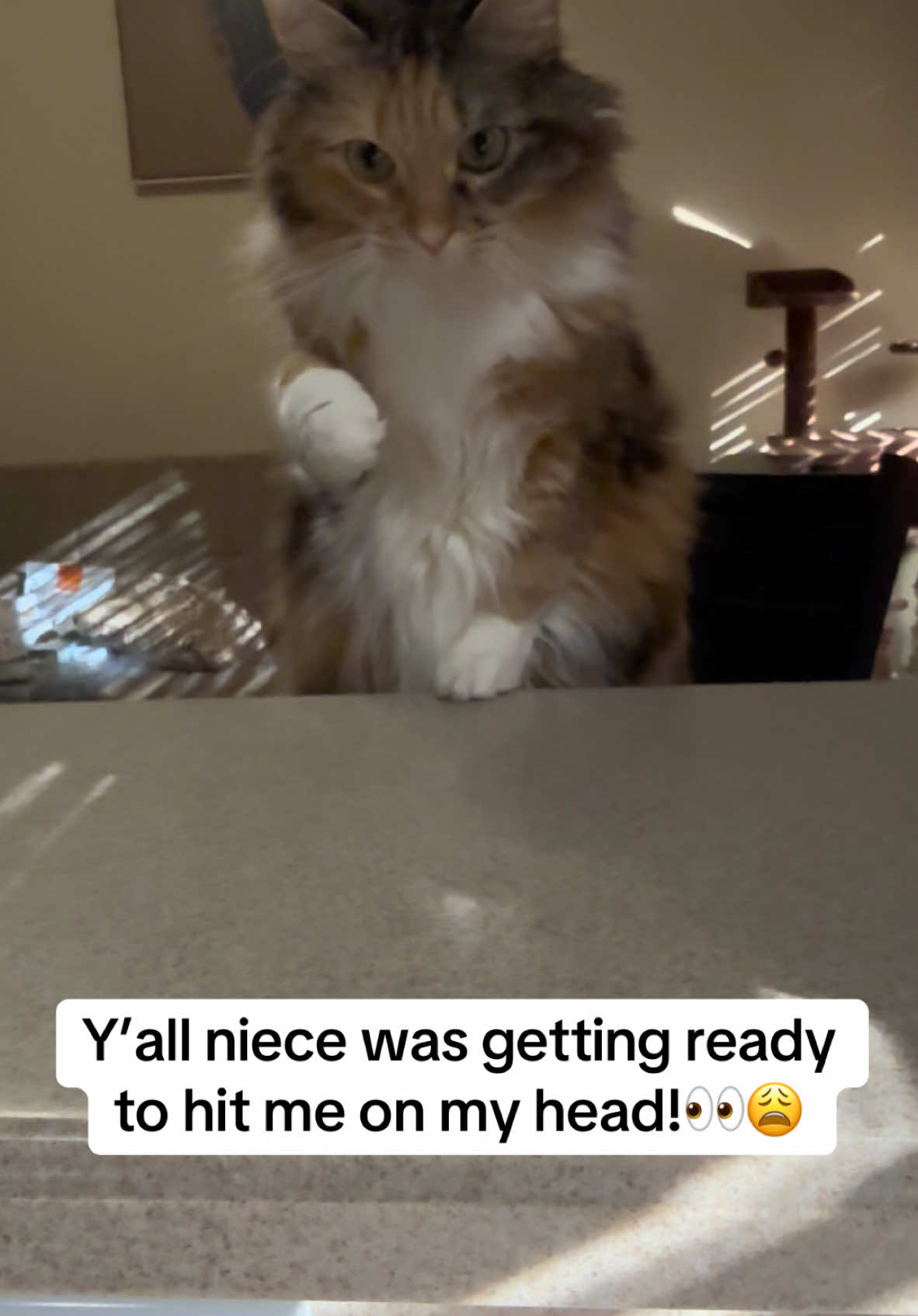 Pancake is fed is out of order! I had my head down in my phone and felt a tiny shadow in front of me! Low and behold… this sassy lil girl was about to smack me on top of my head! SHE NOT INNOCENT!😩😂 #pancake #pancakethecat #catsoftiktok #catsoftiktok #pancake2 #pancake2 #catsandcameras #catstiktoklife #catstiktoklife #catvideo #ypシ #yppppppppppppppppppppppp #catandtv #catsviral #cat #pippypap 