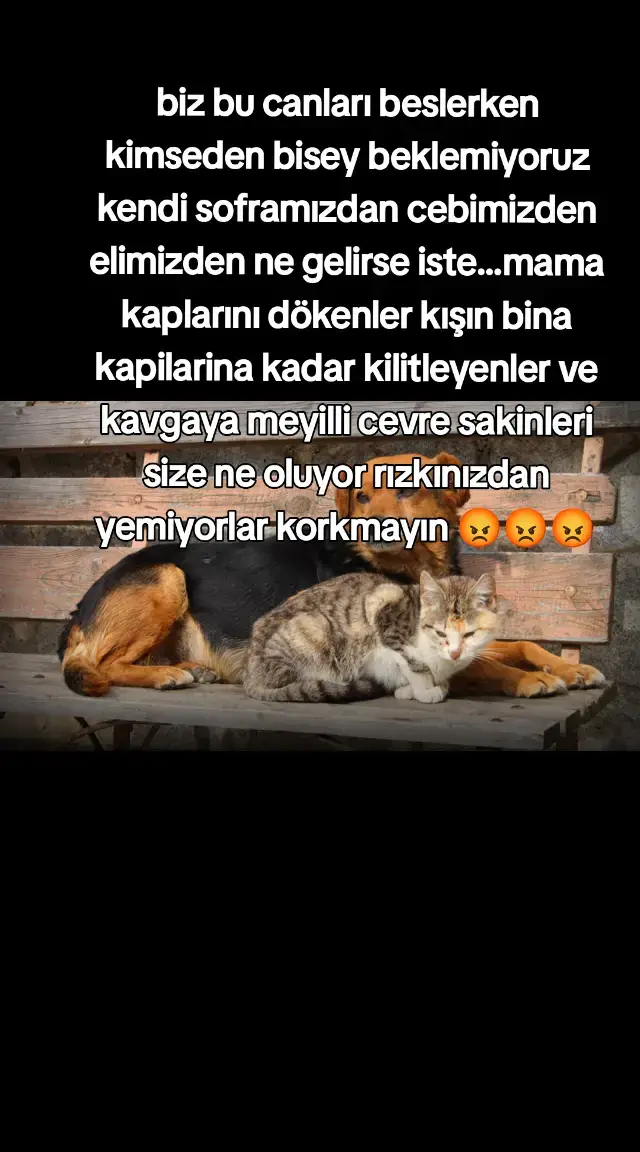 #kesfet #hayvanlarıkoruyalım #sokakhayvanlarınadestek 