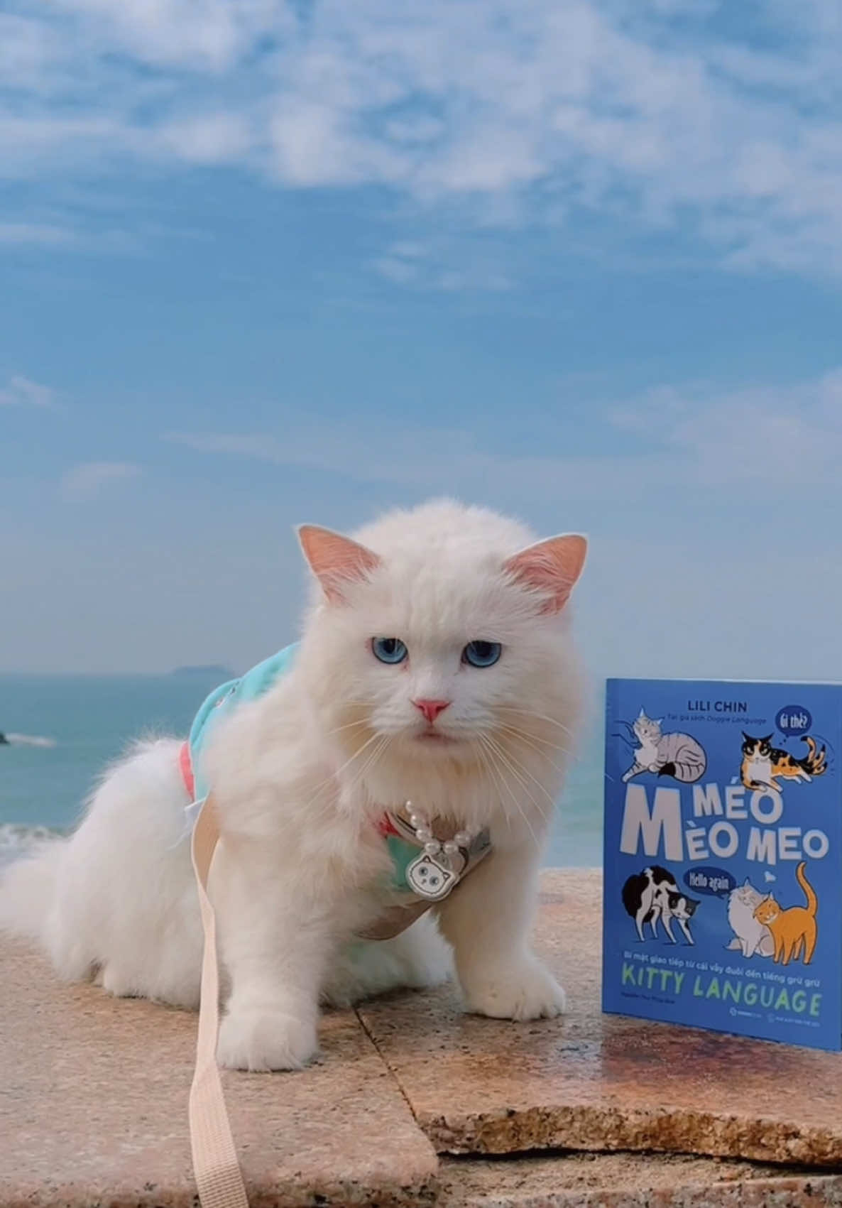 Chuyến meow building nhiều tình cảm 🐱#meochabong #mèodễthương #meomeomeo #saigonbooks 