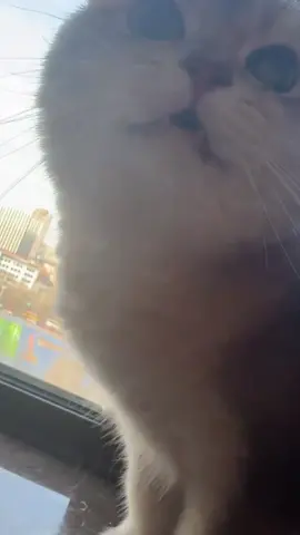 #cat #cute #funnyvideos #funny #fyp #catsoftiktok 