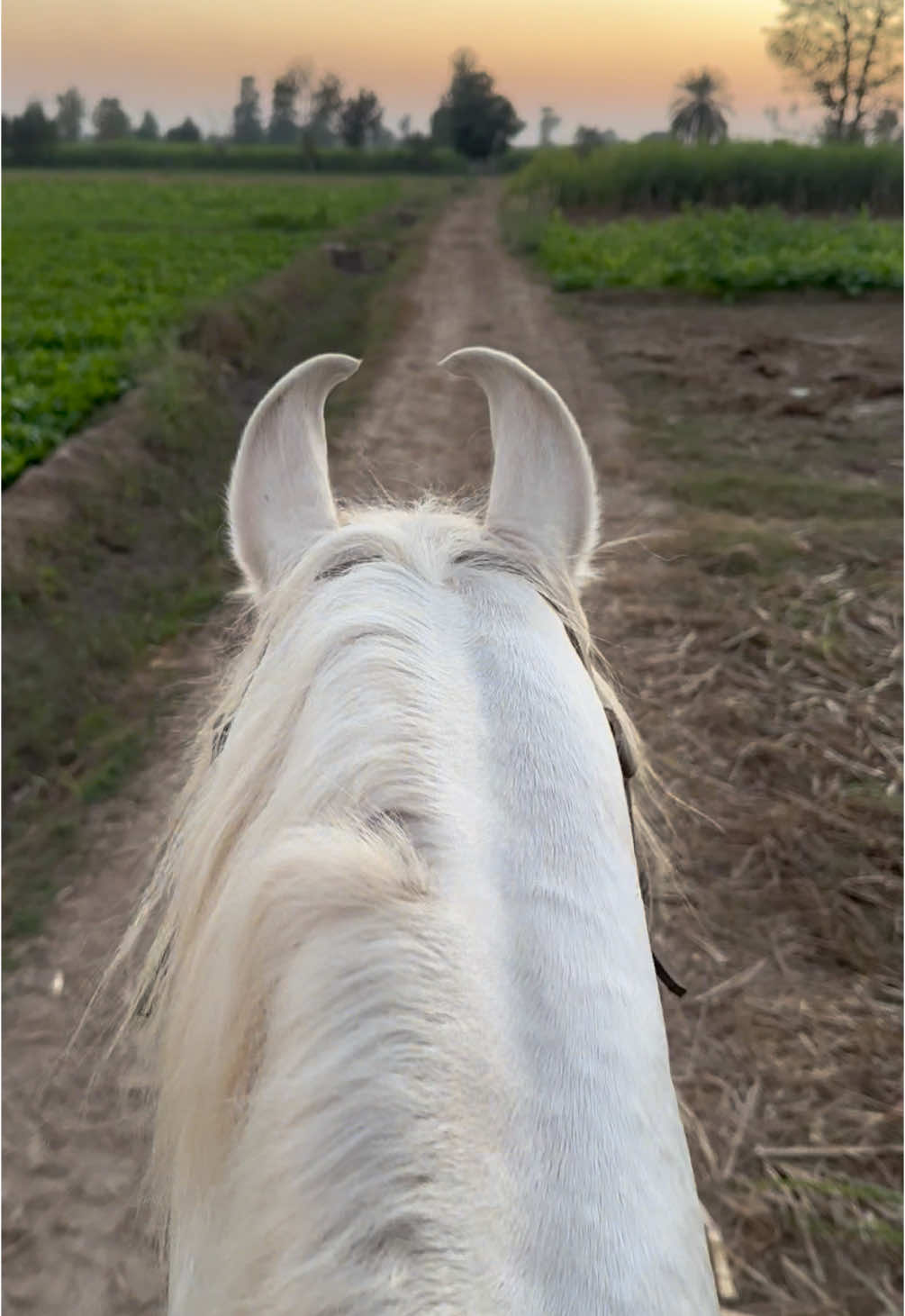 In winters everyhing seems to be perfect #ruqiamudassar #equestrian #horsegirl #horseriding #fyp #desihorsesofpakistan 