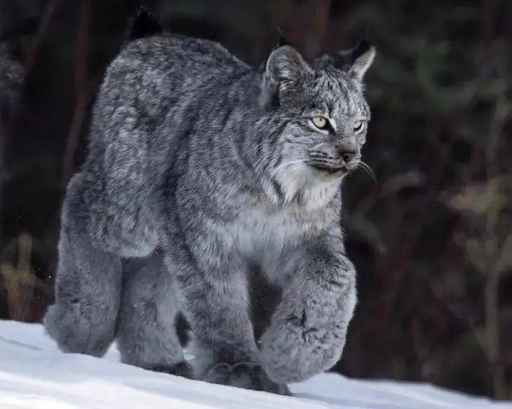 The Canadian lynx A predatory cat from the northern forests of Canada and Alaska. It is known for its large, fluffy paws, resembling snowshoes, which help it walk on snow. #wildlife #fyp 