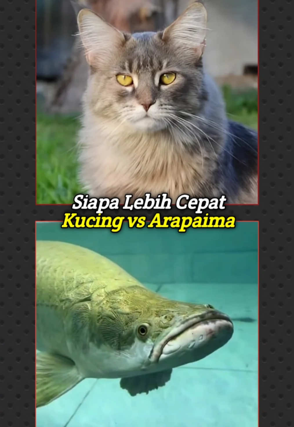 Kucing vs Arapaima! #kucing #fypp #faktaunikkucing #faktaunik #hewanpeliharaan 