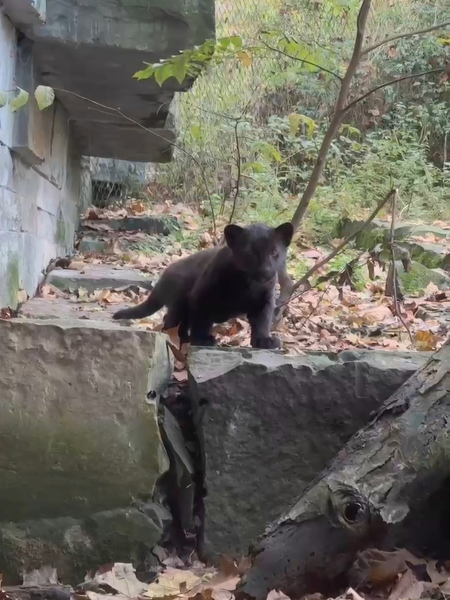 Update over de jaguarwelp🐆 De kleine jaguar is nu zeven weken oud en groeit goed! Het grootste deel van de tijd brengen moeder en welp nog lekker binnen door, waar het warm en droog is. Maar de afgelopen dagen zijn ze ook een paar keer naar het buitenverblijf geweest🌿 Benieuwd hoe een dag in het leven van een jonge jaguar eruitziet? Veel slapen, drinken en sinds kort steeds vaker spelen en ontdekken🐾  Via de YouTube-livestream kun je 24/7 zelf meekijken in het verblijf. Ga naar www.artis.nl/welp 🎥  #ARTIS #Jaguar #Welp #Dieren 