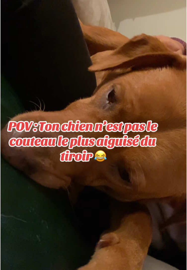 POV : Tu as un labrador retriever 😂 #fyp #fypage #fypシ #fypviralシ #pourtoii #Lifestyle #dogsoftiktok #funnydogs #funnymoments #funnyvideos #humouroupas #lifestyleblogger #animals #animaux #funnyanimals 