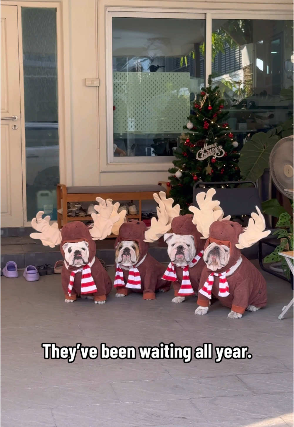 This year, Santa sent the scouts first….🫎🎄❄️☃️ #bulldog #bulldogsoftiktok #viral #moose #winter #christmas #xmas #fyp #animallover 