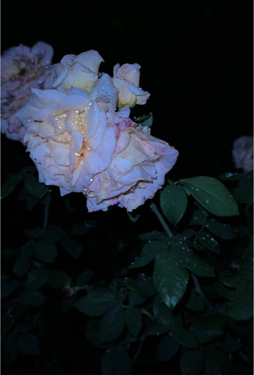 #roses #darkaesthetic #fyp #sadness #dark #nature 