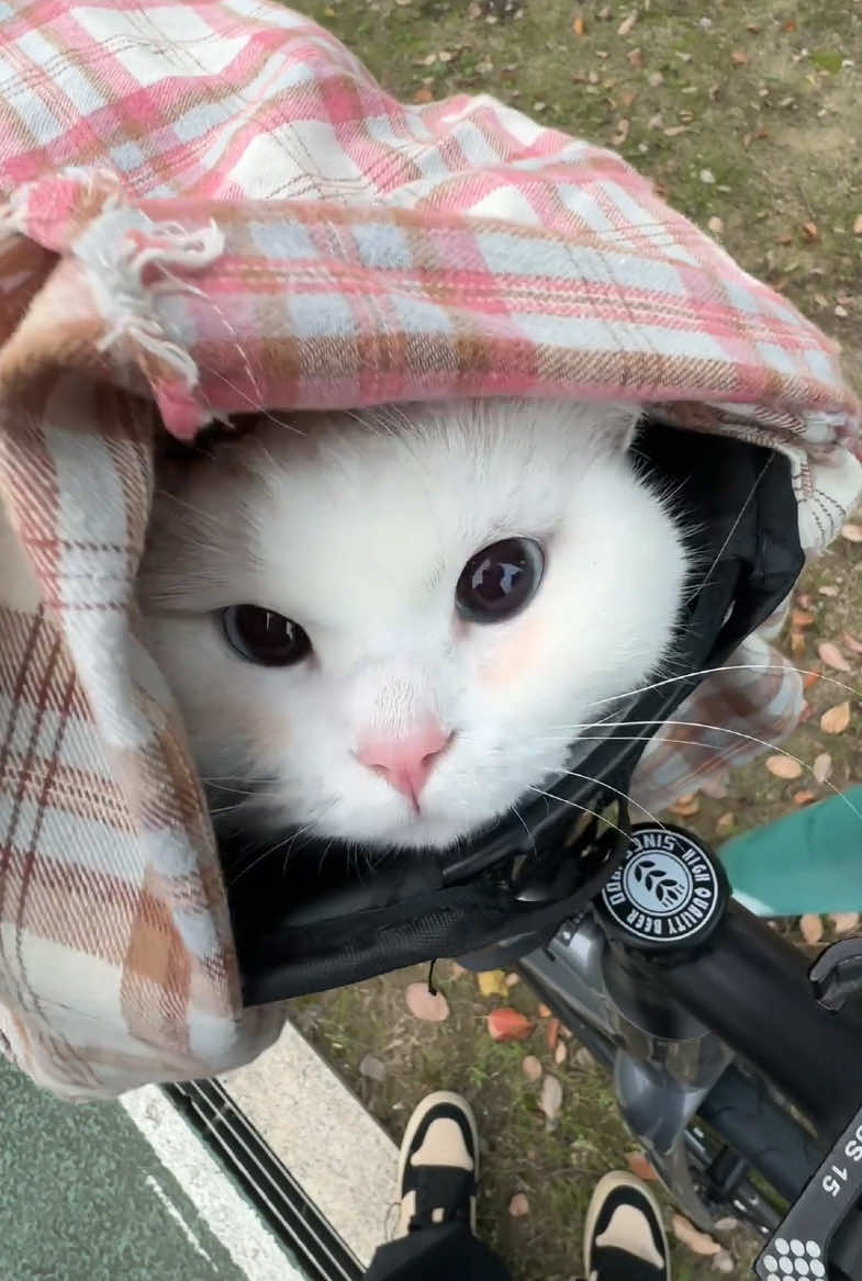 Acute little cat 
