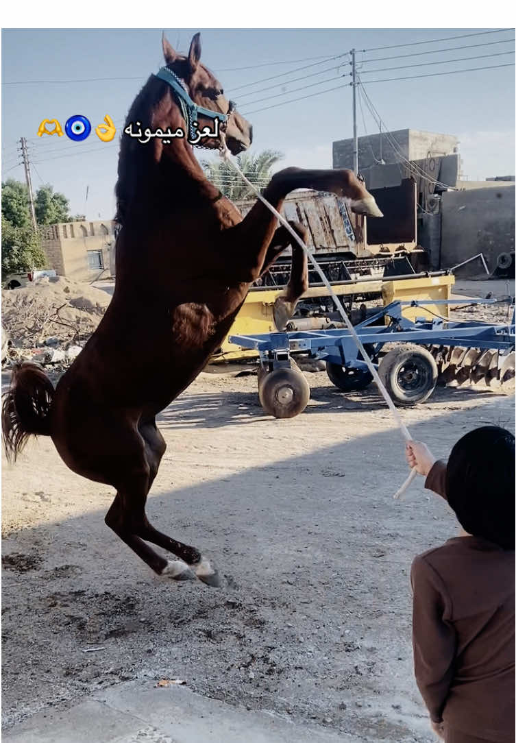 #خيل_لهوازي #خيل_لهوازي #عشق_خيل_عربي_اصيل🐎❤️ #ميسان_العماره #خيل_عربي_اصيل🐎🐎 #شعب_الصيني_ماله_حل😂😂 #لايك_متابعه_اكسبلور #مشاهيرالتيكتوك 