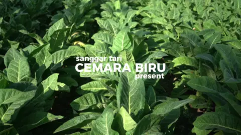 Tari Lahbako Jember #keseniantradisional🇮🇩 #kesenianjember #fyp #tarijember #fypシ゚viral🖤tiktok 