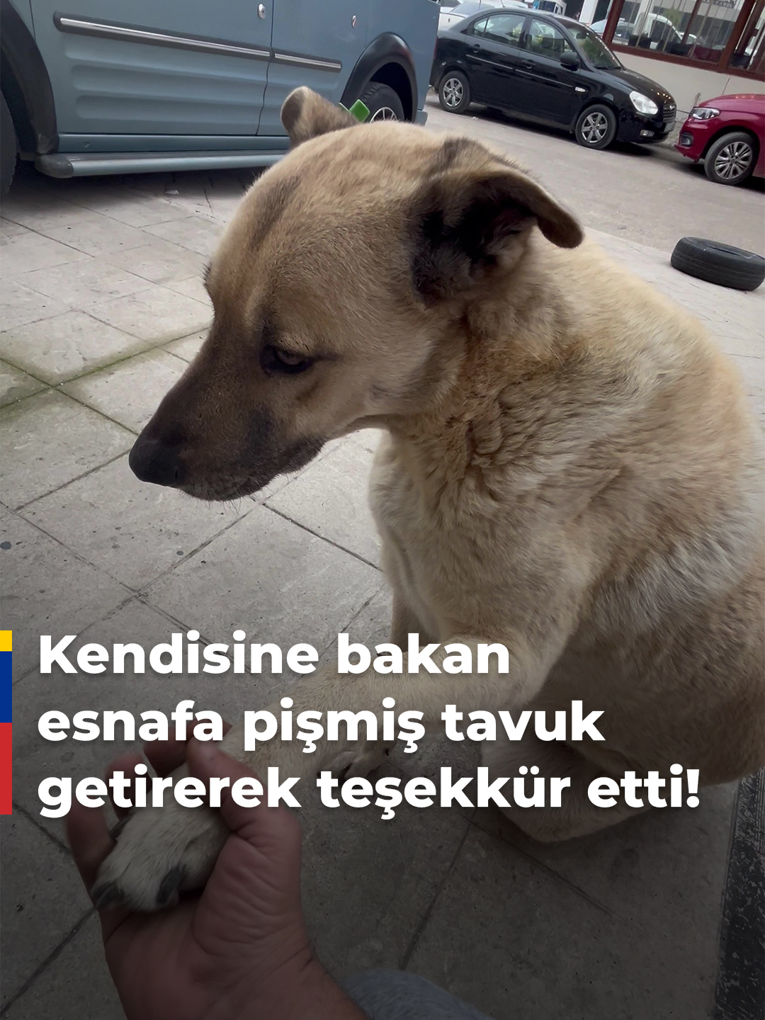 🔴 5 yıldır kendisine bakan esnafa teşekkür etmek için pişmiş tavuk getiren köpek dostumuz kalplerinizi sıcacık yapacak! 📌 Kocaeli’de Ares adlı sokak köpeği, onu 5 yıldır besleyip ve sevgi gösteren esnaf Ceyhun Satır’a pişmiş tavuk götürerek teşekkür etti. Hayvan dostlarımız onlara yapılan iyilikleri asla unutmuyor... Ares de vefa borcunu böyle ödemiş 😍🙏 #Köpek #Kocaeli #Gündem #HayvanSevgisi