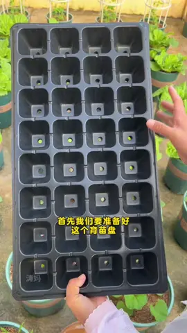 #Seedling trayl#grow seedlings#