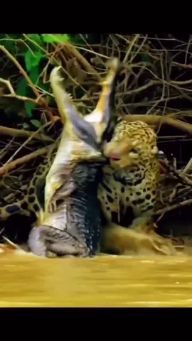 Jaguar hunting crocodile #animals #animalsoftiktok #jaguar #crocodile #leopard #animal #wildlife #wildanimals #attack #fyp #fypシ #foryoupage #wildanimal 