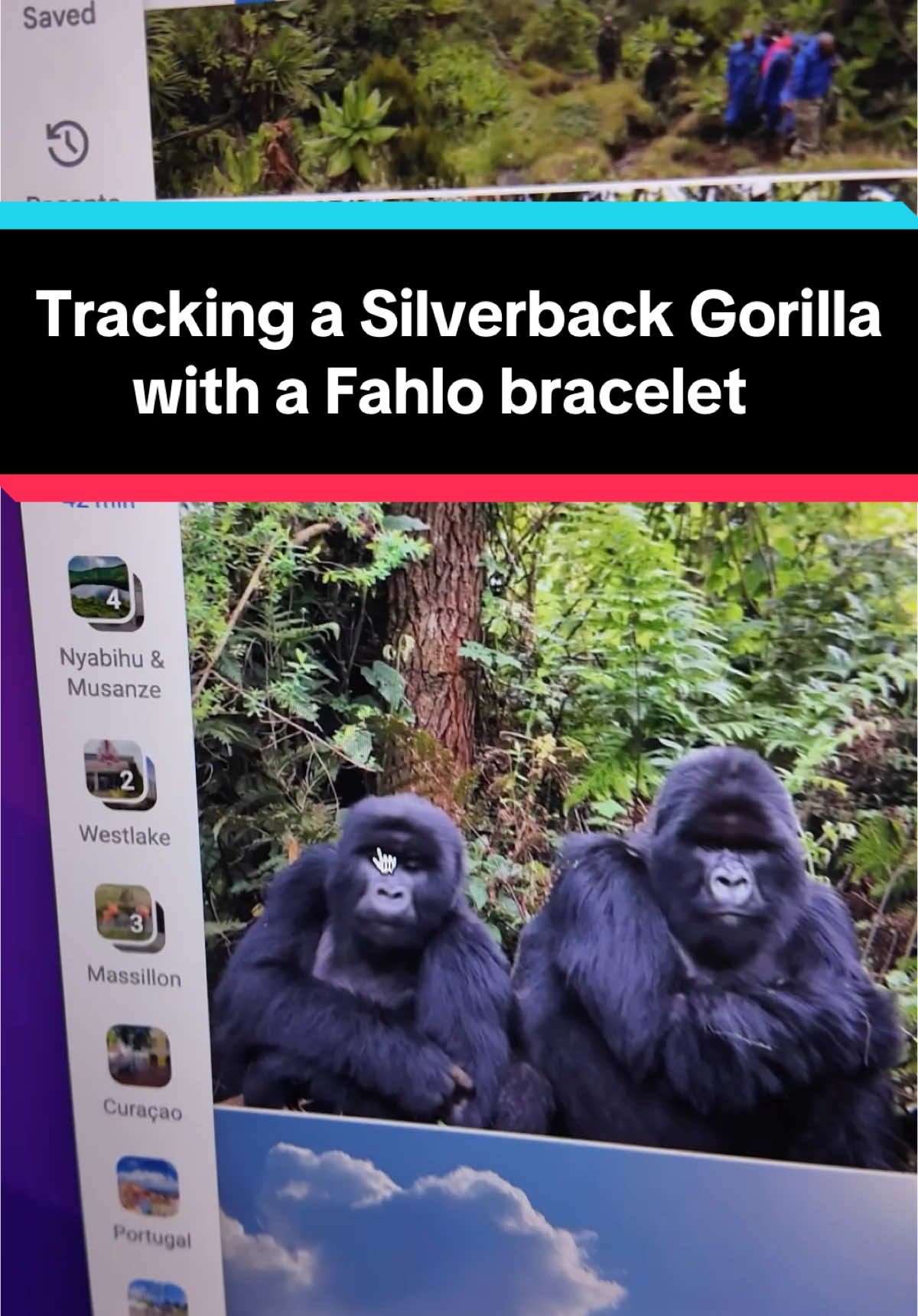 @Fahlo Animal Tracking Bracelets are currently at the lowest price I’ve ever seen them in the Tiktok shop!  
 #bracelet #bracelets #fahlo #giftidea #uniquegift #uniquegifts #giftforher #giftideasforher #stockingstuffers #tiktokshopblackfriday #tiktokshopcybermonday #gorilla #silverbackgorilla