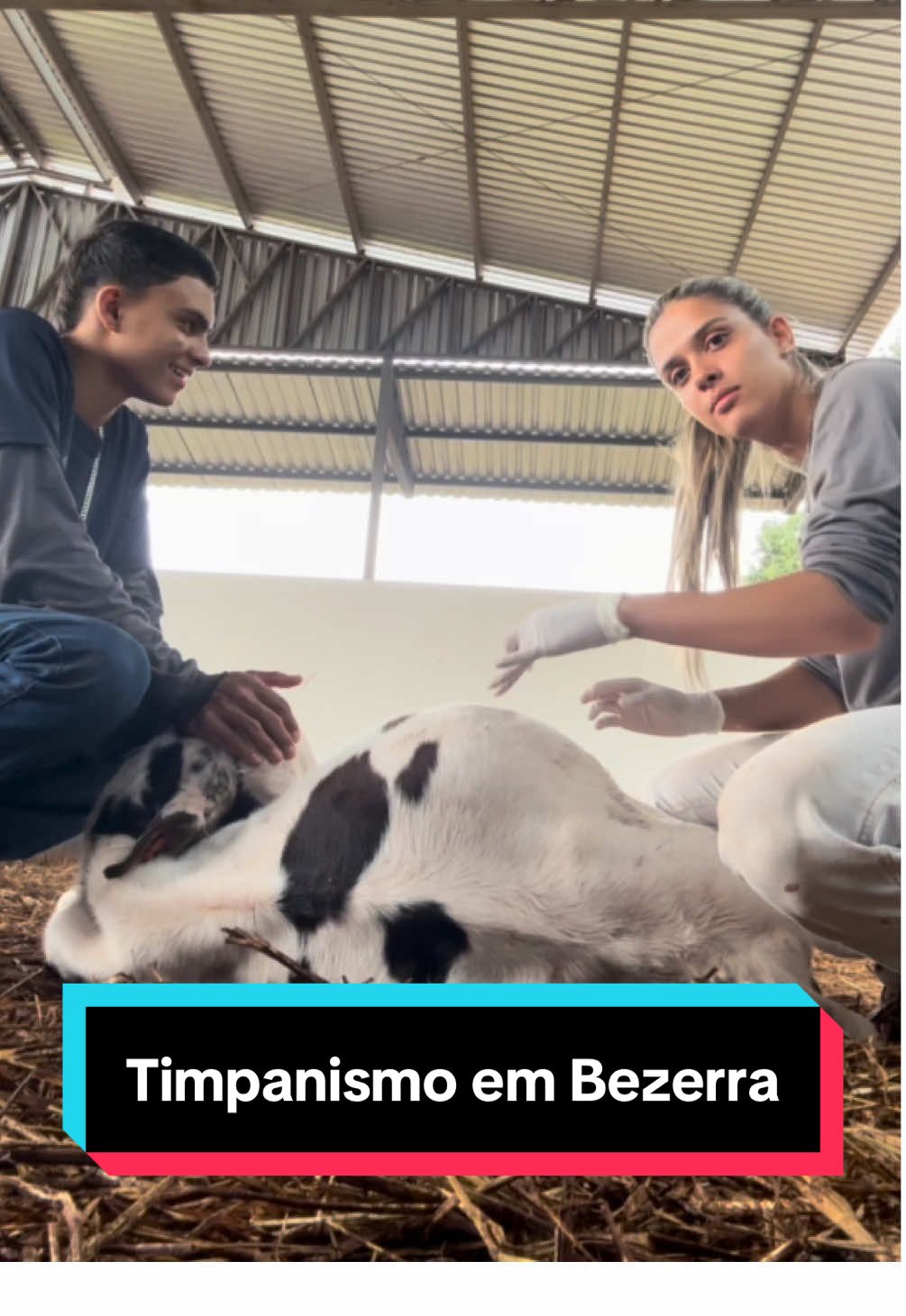 timpanismo em bezerra 🐮 #agro #bezerras #medvet #medicaveterinaria #timpanismo #mundodoagro #agrogirl #agropecuaria #bovinos 