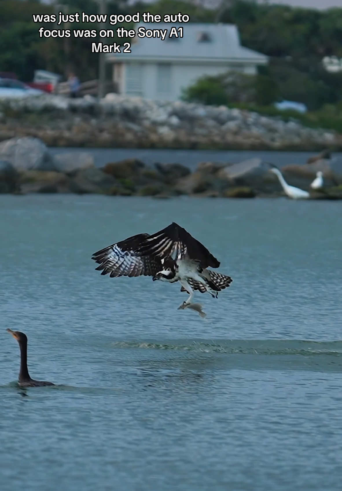 Wildlife is always so unpredictable. You never really know what is going to happen, and there is always some sort of life delicately hanging in the balance.  One moment you might be watching a reddish egret who just dropped a dancing mullet, and the next moment you might see an Osprey come out of the water with a flounder. For the camera people, what’s most impressive to me was just how good the AF was with the A1 2. Because it has great subject recognition, I was able to move from a close subject to a far subject without the camera getting confused about where it should focus. Amazing moments!! 