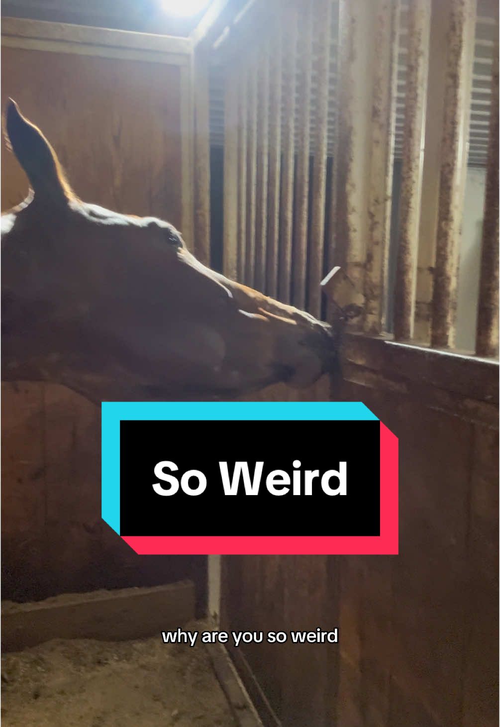 It’s the look at the end for me #meandmi #horse #horsesoftiktok #appaloosa #funnyhorse #horses 