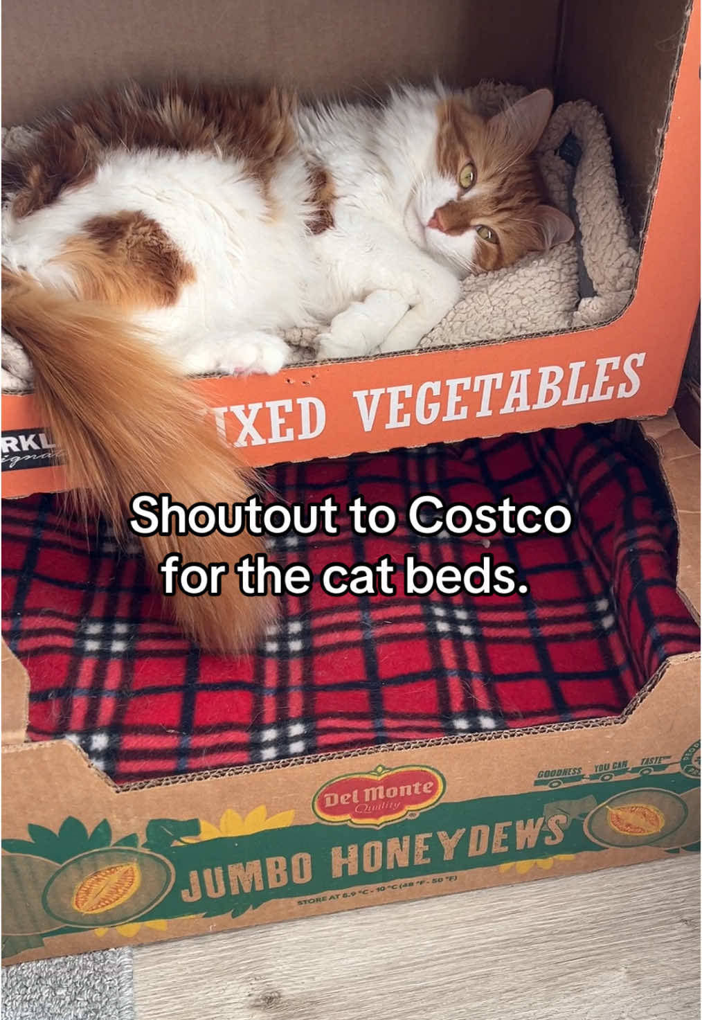 Greatly appreciated 🙏🏼 #catsoftiktok #costcofinds #costco 