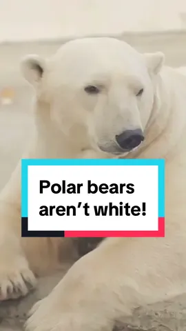 Did you know? Polar bears aren't white! #polarbear #AnimalFacts #EduTok #pbs #didyouknowfacts 
