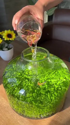 Do you want one?#foryou #foryoupage #aquarium #fishtank #fishtok 