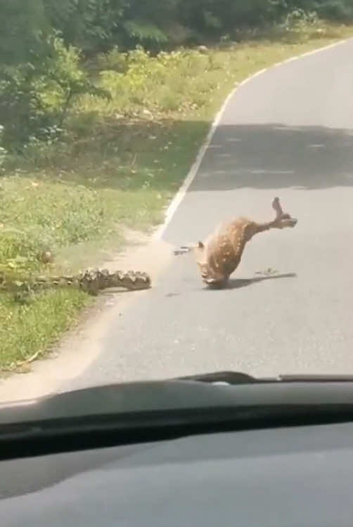 Rescue the Baby Deer and the Surprising Ending #animals #animalsoftiktok #fyp #Love #thank #rescue #deer #baby 