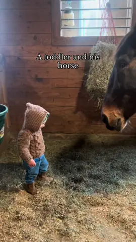 A moment for these two gentle souls of mine 💗 Conrad is two years old and Mighty is a 20 year old 17h half blind draft cross and both boy and beast radiate sensitivity. I love them so. #horses #horsebackriding #toddler #boymom #horsemom #gentle #cute 