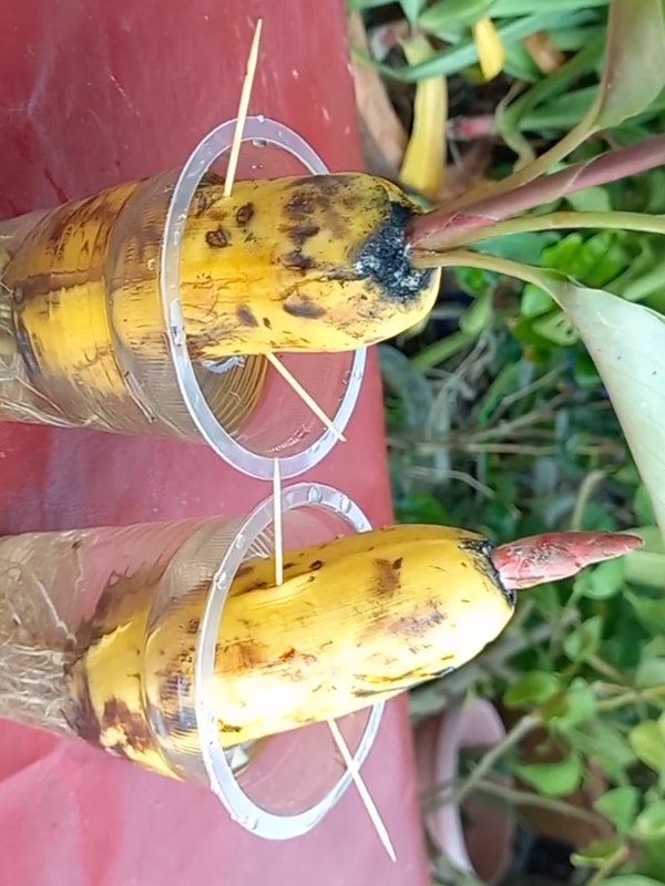 How to propagate a banana tree from a banana #plants #banana #flowers #1millionviews #fypシ #PlantCare #IndoorPlants  #GreenLiving #PlantLover #PlantAddict  #Gardening #HousePlants  #PlantCommunity #PlantParent  #UrbanJungle  #PlantGoals  #GardenInspiration  #PlantsMakePeopleHappy #NatureLovers  #PlantTherapy #GreenThumb  #PlantCollection #natureathome  #HomeGarden #PlantStyling  #LeafLover  #PlantLife #PlantOfTheDay  #GrowYourOwn #Botanical  #PlantObsessed #PlantGang #Succulents #GreenHome  #PlantDecor  #PlantInspiration #PlantFam #HousePlantClub #IndoorJungle #PlantFriends #HappyPlants  #PlantPower  #GardeningLife  #GoGreen  #FreshPlants #PlantPerfection #PlantVibes #FlowerPower  #EcoFriendly #PlantDaily  #HousePlantHome  #NatureGram  #PlantGoals  #HomeGreenery  #PlantLove #unitedkingdom 