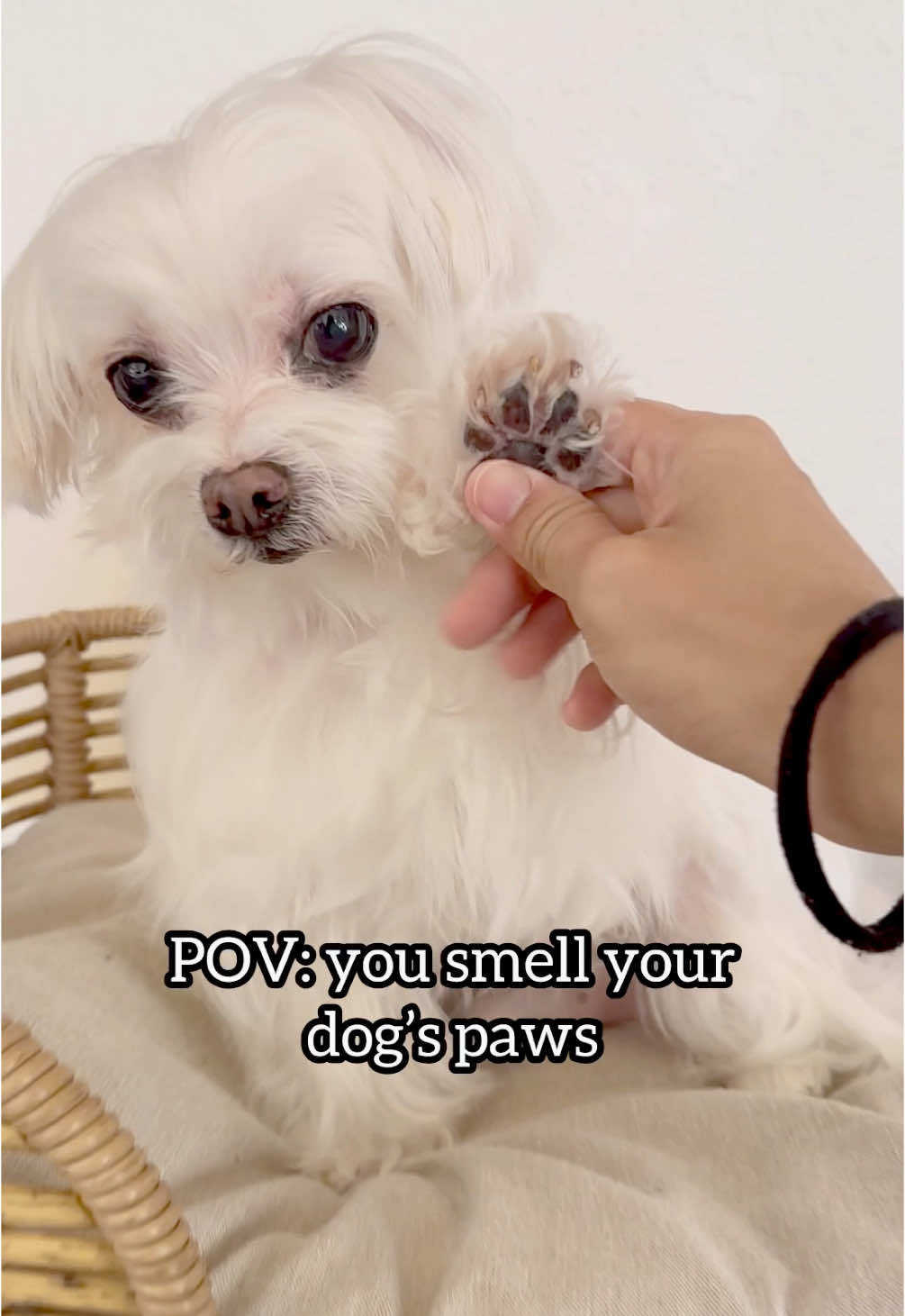 This Week’s Obsession: My Dog’s Popcorn Paws 🐾✨ #maltese #dog #maltesedog #paws #pawsup #fyp #fypシ #doglover #malteseoftiktok #dogsoftiktok 