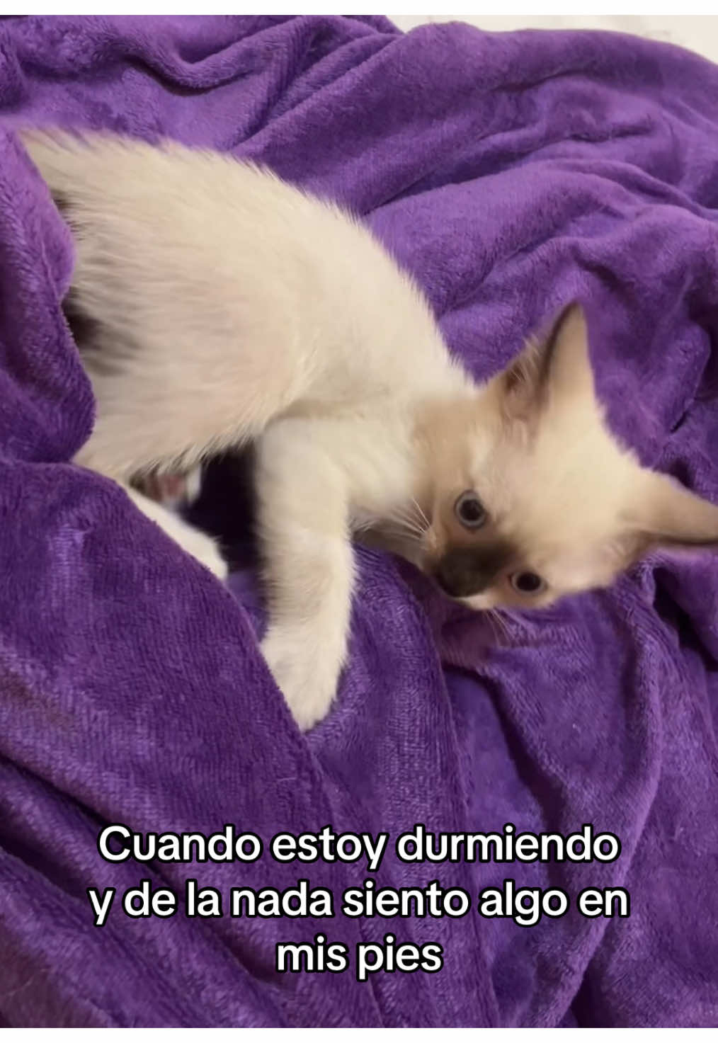 Dejame dormir por fis 😭 #humor #gatos #contenido #paratiiiiiiiiiiiiiiiiiiiiiiiiiiiiiii #viral_video 