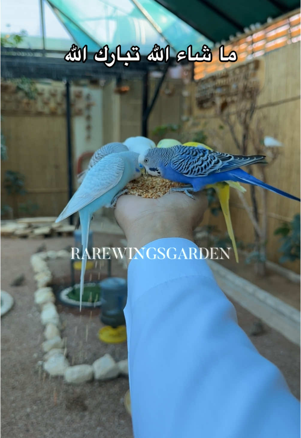 #طيور #محمية_طيور #طيور_زينة #نوادر #محمية_الأجنحة_النادرة #القصيم #بريدة  Aviary #Rarewingsgarden# 