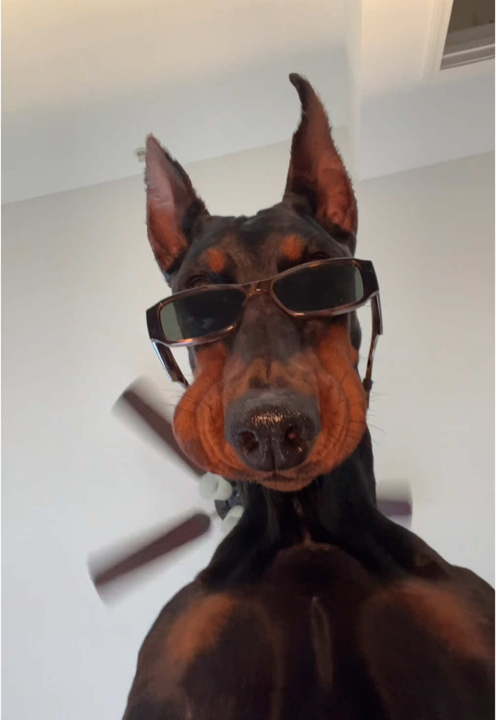 consider yourself dober-rizzed  #rizzler #riz #dogsoftiktok #christmas 