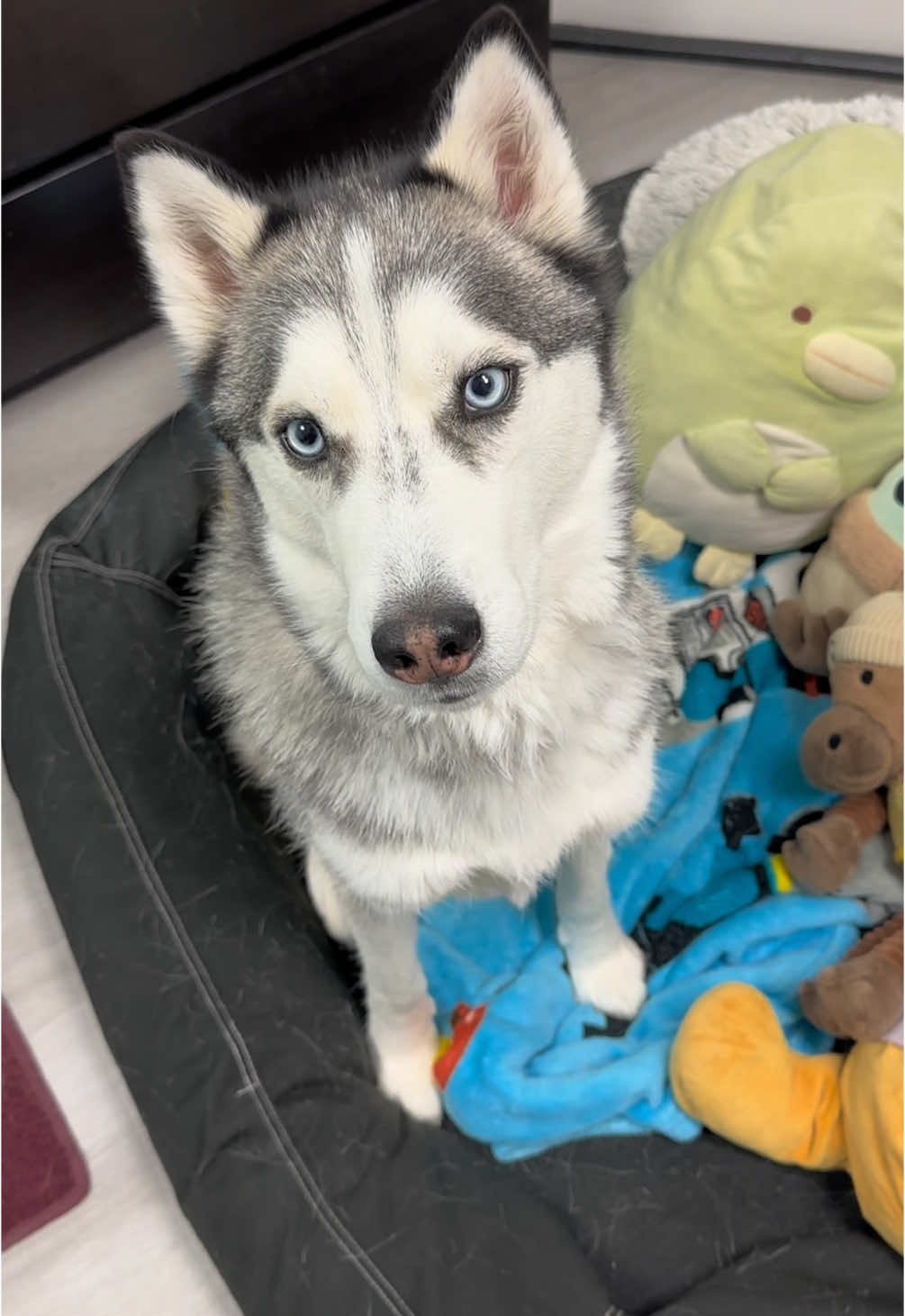 Chit chats with mister Pluto pants! #huskies #huskylife #huskylover #talkingdog #cutedogs #doglove #funnydogs #chitchat #dogsoftiktok #huskysoftiktok #fyp