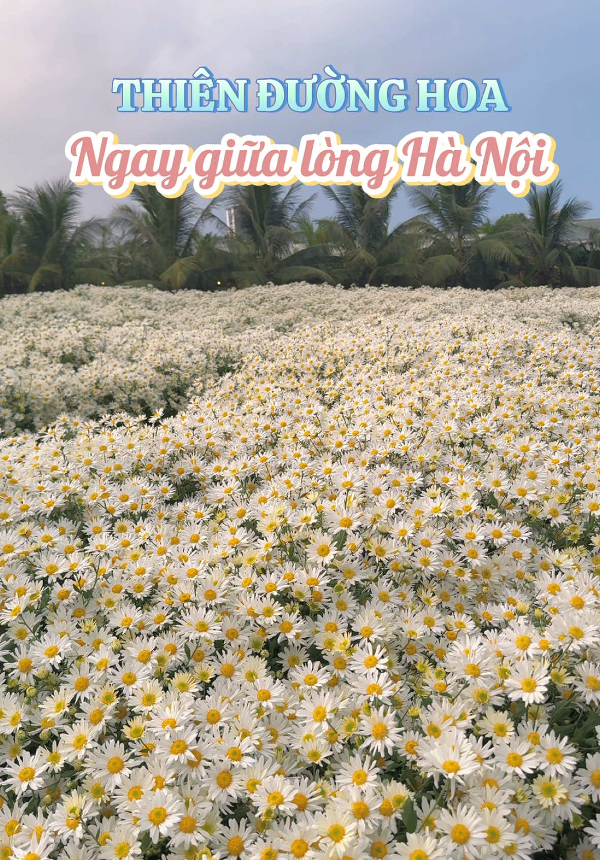 Ghé thung lũng hoa hồ Tây ngay thôi mn ơii, cúc hoạ mi đã nở đẹp lắm rồi #cuchoami #diadiemsongao #campinghanoi #thunglunghoahotay #hotay #hoa #checkin #hanoi #fyp #viral 