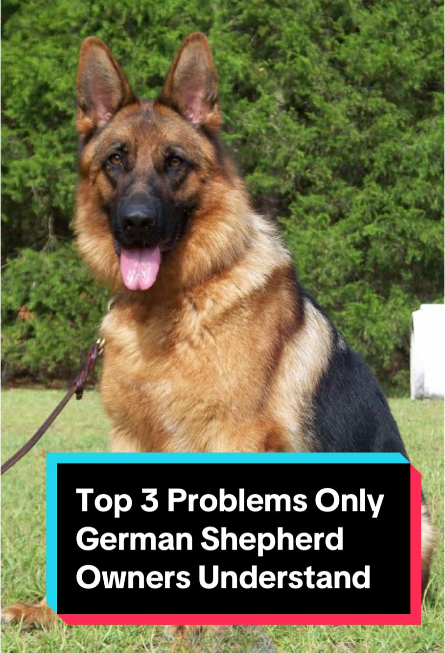 Top 3 Problems Only German Shepherd Owners Understand #trending #viral #dog #doglover #dogsoftiktok #DogTraining #germanshepherd 