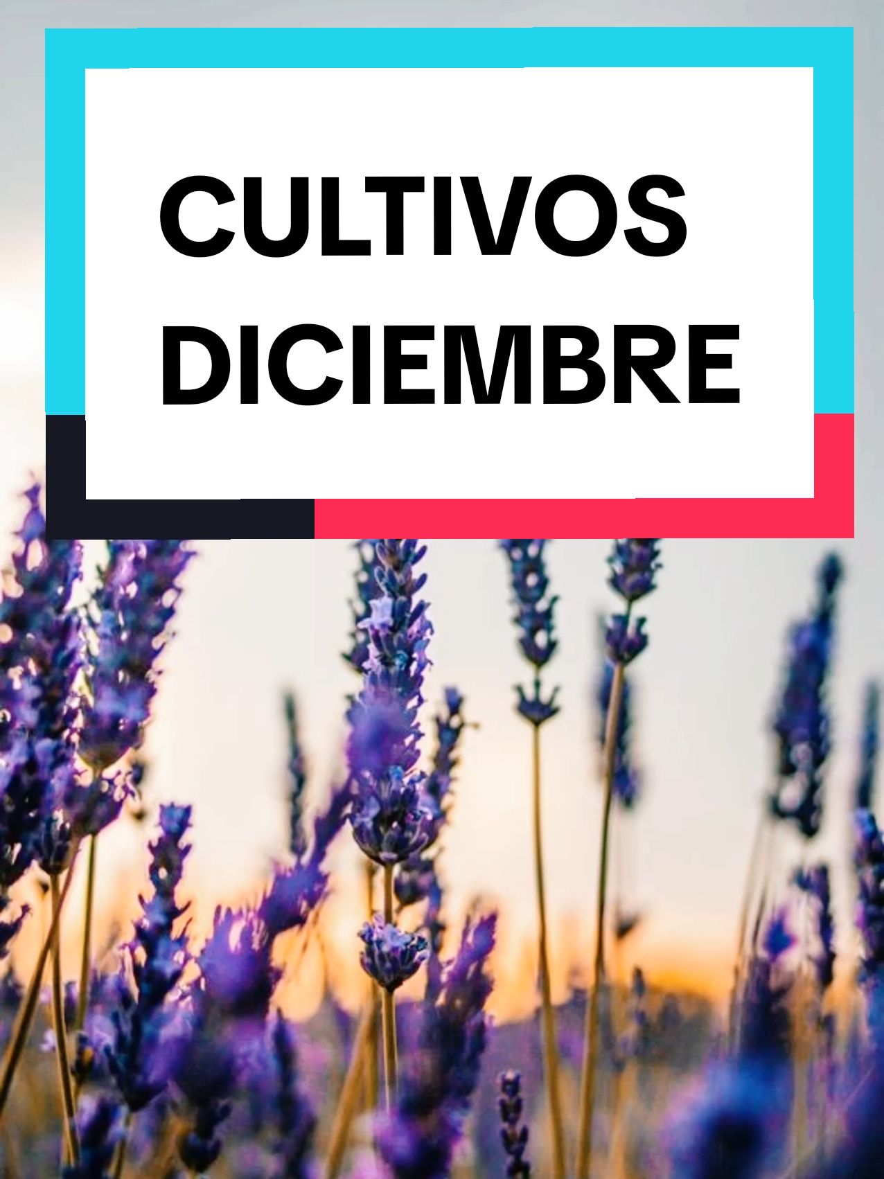 Que sembrar en Diciembre🌱🥕 que se puede sembrar en Diciembre #quesembrarendiciembre  #consejosplantas #huertoencasa #plantinesorganicos #huerto #huertoencasa #huertourbano #cultivos #cultivosencasa #tipsplantas #plantas #lasplantasdelabello #paratiplantas 