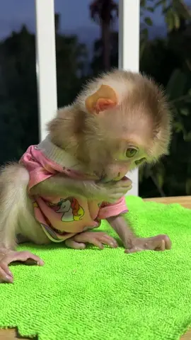 Adorable little monkey #monkeys #babymonkey #Love #monkeylife #animals #MonkeyLife #animallovers #funnyvideo #reels #monkeylove #funnyanimals #reelsfb #funny #shorts #monkey #reelsviral #thebestfunny #Monkeyreels #videosfunny #babylove 