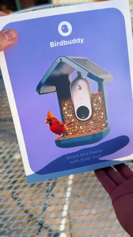Love capturing HD photos and videos of my favorite birds! 🐦 @birdbuddyus #birdbuddy #fyp #birds #birdsoftiktok@Bird Buddy US 