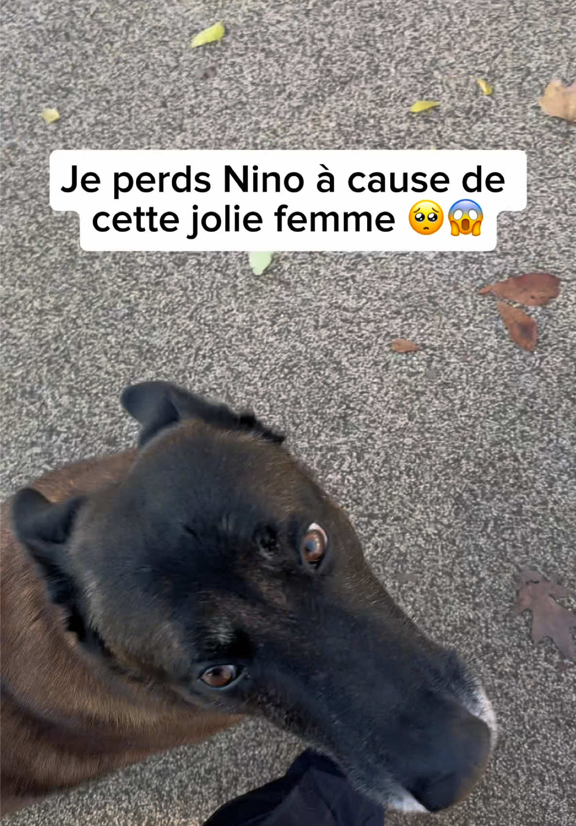 À ton avis, elle a fait plus de tractions que moi ? 🤭 ##ninolemalou##malinois##femme##traction