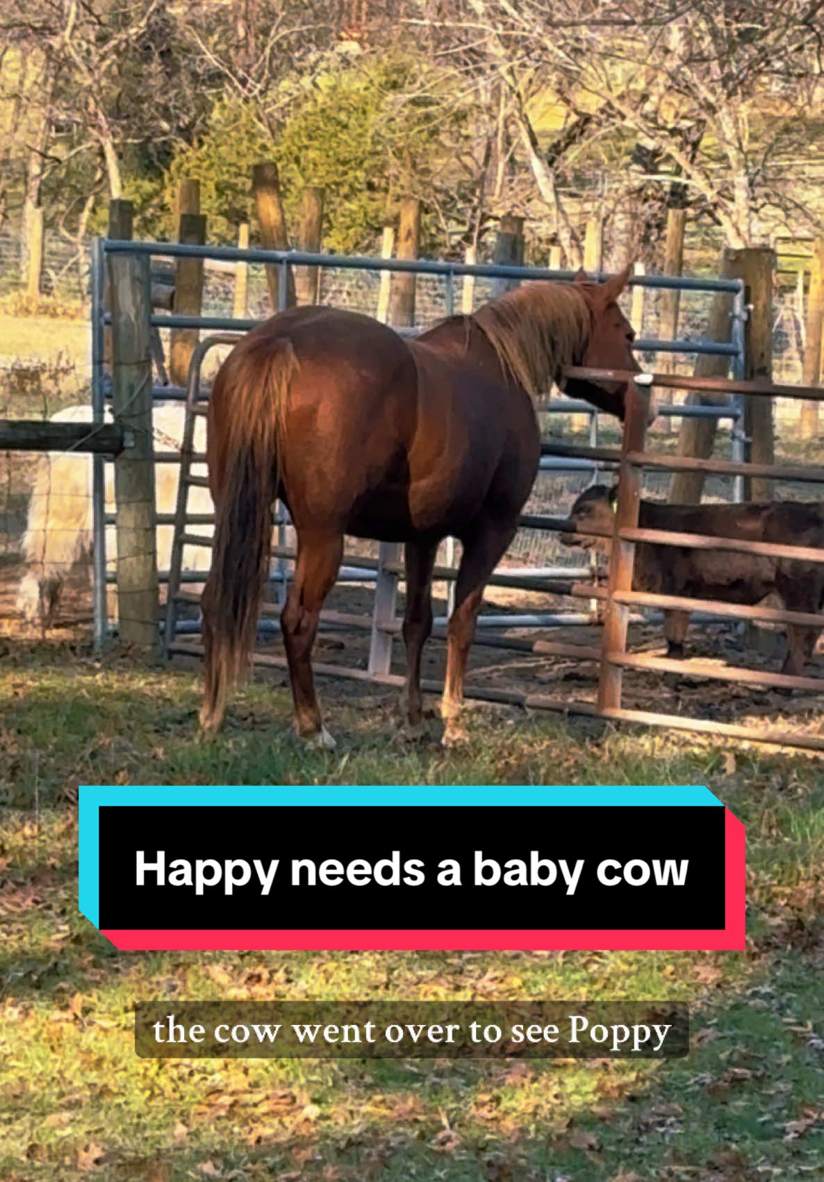 I think Happy needs her own baby cow🥹🐴🐮 #maresoftiktok #calvesoftiktok #babycow #mommahorse 