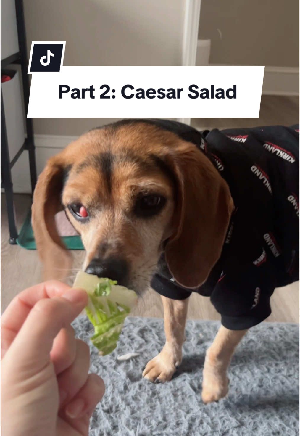 Part 2. Caesar Salad 🥗🙌 #dog #lokisbucketlist #beagle #caesarsalad 