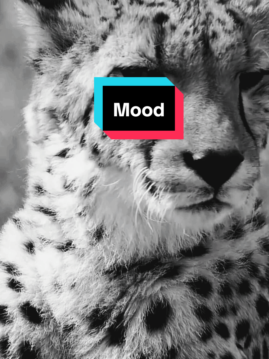 لا تجادلوني عن مزاجي المتقلب Don't argue with me about my mood swings #أقتباسات #حالات_واتس #تيك_توك #اكسبلور#ترند #خواطر #عبارات #كلام_من_ذهب #ستوريات #السعودية #العراق#سوريا #الامارات#الاردن #ليبيا#لبنان #الكويت #قطر#البحرين#الجزائر #تونس #فرنسا #fyp #viral_video #newtrend #treanding #tiktoklongs #عمان 