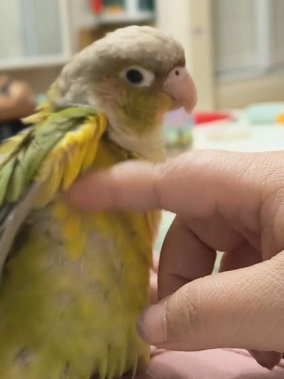 Scratch its itch.#bird #parrot #pet 