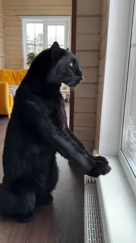 The real life of the Panther Luna 😈