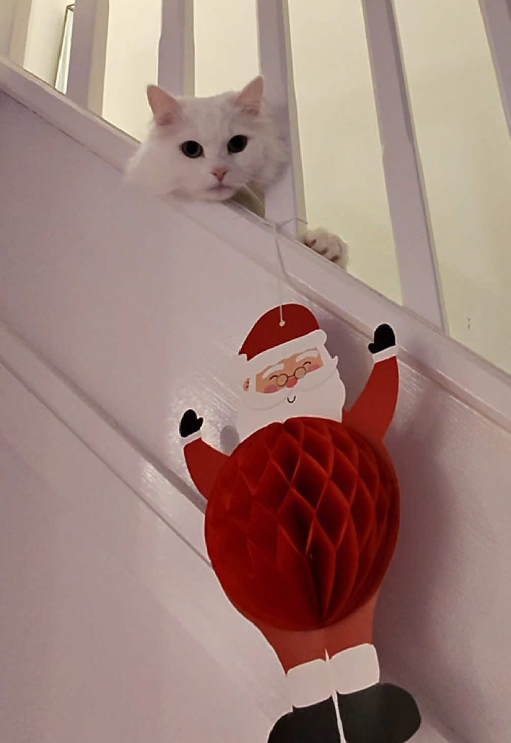 Donut trying his hardest to get on the naughty list 😂 Harassing Santa AND a sassy spin? 🤦‍♀️ #catsoftiktok #santa #christmas #naughtylist #cute #funnyvideo #spin #sassy #fyp 