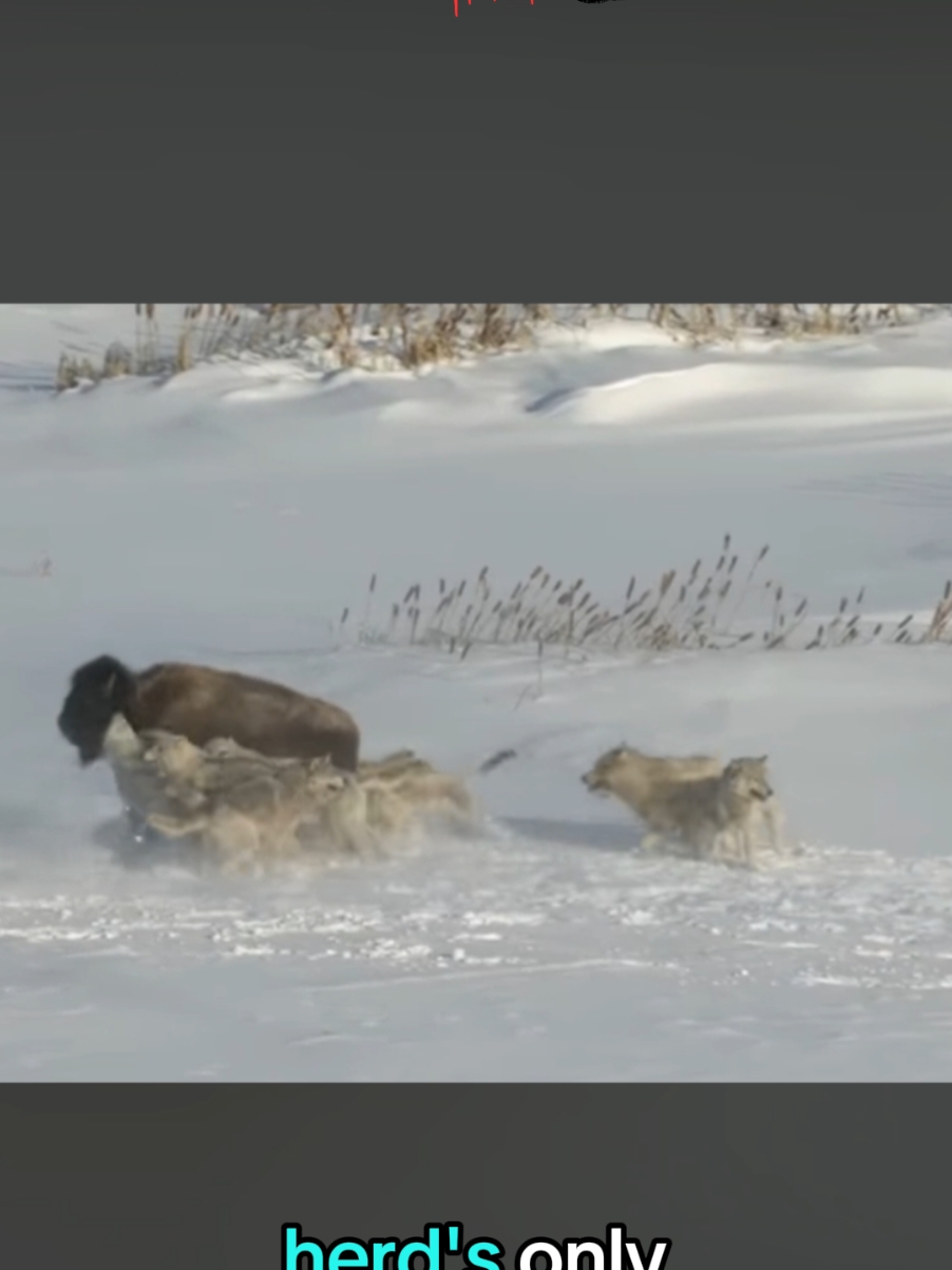 Herd of Bison vs Pack of Wolves - dramtic Battle..  Crazy Video Footage .. Brutal, isn't it? #wolves #packofwolves #bison #animalfight #animalsoftiktok #fyp #wildlifephotography #wildlifextreme 