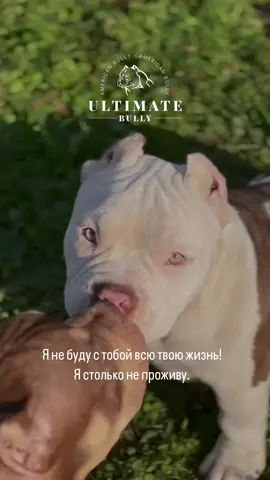 Зефир🐶—твой лучший друг  на всем белом свете!☀️❤️🥹