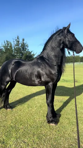 So in love with Oden 😍 #fyp #foryou #foryoupage #horse #Love #horses #friesian #stallion #black #equestrian #equestrianlife #horselife #pferd #paarden #blackhorse #caballos #odenthefriesian #cavalo #cavallo #cheval #horsegirl #friz #oden #equine #friesianstallion #odin #fries #horselover #horseriding #horsesoftiktok 