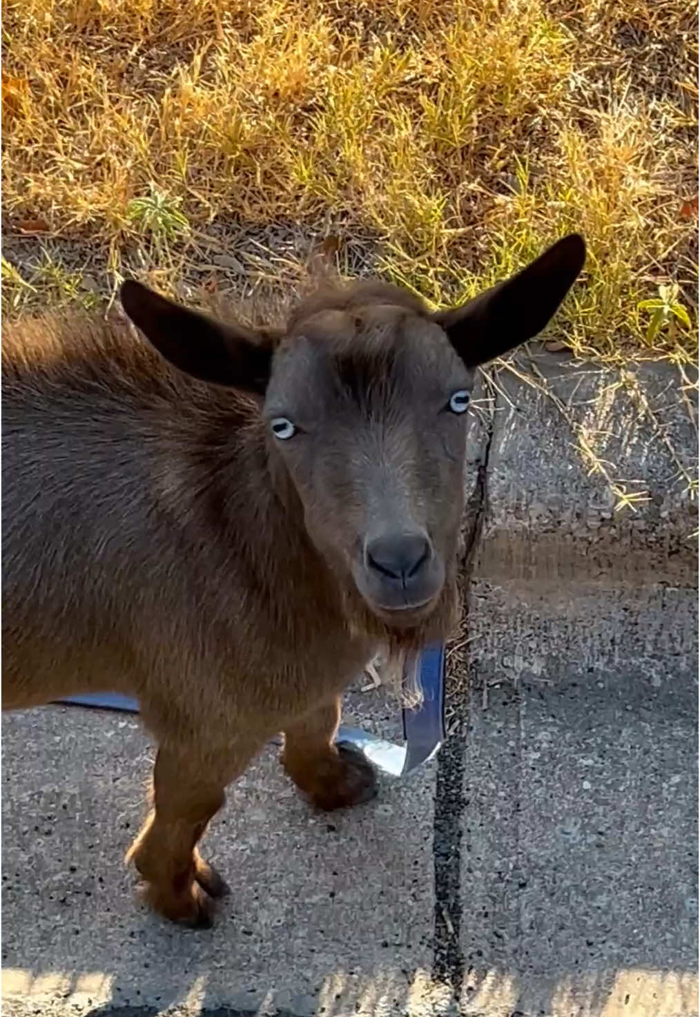 Ran into the Greatest of all Time while working 🐐 #goat #delivery #leash #friend #helper #work #collab 🎥: @erikdtrick