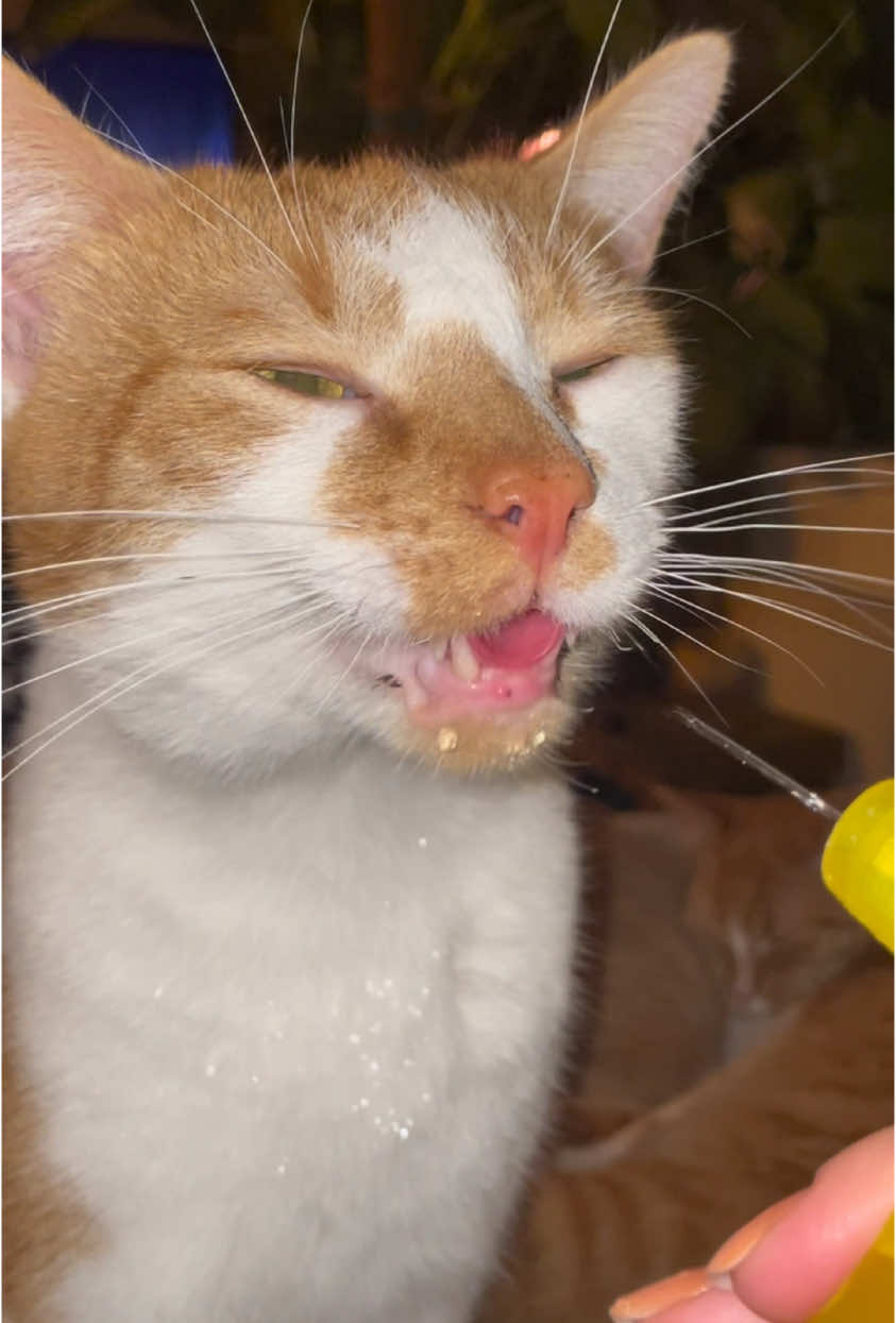 Drinking his water ✨very demure✨ #catsoftiktok #asmrvideo #fyp #orangecatsoftiktok #CapCut 